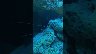 Cleaner shrimp shrimp saltwaterfishtank fishtank cleanershrimp [upl. by Euqinoj]