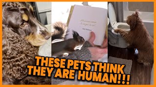 These Pets Think They Are Human 😂 compilation  PAWSOME PETS [upl. by Piane484]