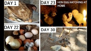 hen egg hatching in tamil  hatching hen eggs in tamil  country chicken egg hatch maaranuniverse [upl. by Shaefer814]