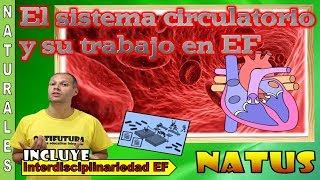 El sistema circulatorio y cómo trabajarlo en Educación Física Naturales Educación Física [upl. by Etnaed]