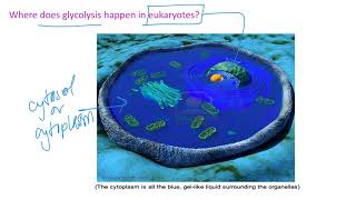 Glycolysis  Fermentation Dr Terrell [upl. by Niobe]