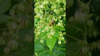 Humulus Japonicus환삼덩굴꽃꿀벌Apis蜜蜂Honey Bee Collecting nectar Japanese Hopミツバチカナムグラの花율초한삼덩굴 [upl. by Yelrah159]