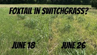 SWITCHGRASS WEED CONTROL Kill foxtail and crabgrass without killing your switchgrass [upl. by Ado236]