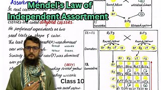 Mendel’s Law of Independent Assortment  class 10 [upl. by Akihc]