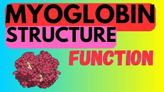 Myoglobin  Structure and Function [upl. by Eneleahcim]