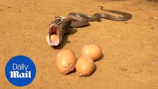 Incredible moment snake regurgitates seven whole eggs  Daily Mail [upl. by Ingraham]