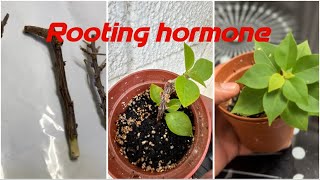 Rooting Hormone For Propagation Does It Work plants rootinghormone plantgrowingtipsandtricks [upl. by Eellah]