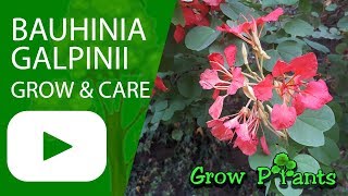 Bauhinia galpinii grow amp care [upl. by Nnaeirelav669]