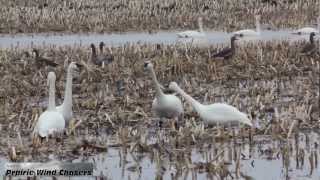 Chokio Minnesota Migrating Tundra Swan Conversation [upl. by Epoh]