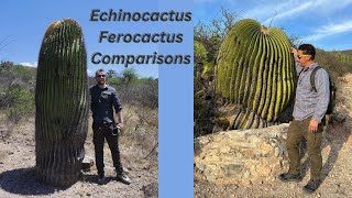 How to Comparisons Ferocactus and Echinocactus Part One [upl. by Paehpos]