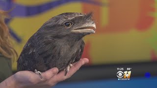 Wild Wednesday Tawny Frogmouth [upl. by Shurlocke]