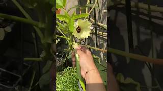 Okra Harvest in October  Panen Okra recap gardening okra ladyfinger berkebundirumah [upl. by Ayr430]