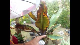 Red Banana plant Ensete ventricosum ‘Maurelii’ grows big fast [upl. by Kaehpos]