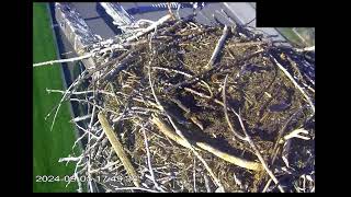 Osoyoos Osprey Cam LIVE [upl. by Loriner401]