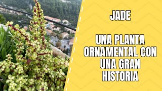 Jade Características Clasificación y Usos de Esta Planta Suculenta [upl. by Karisa112]