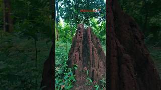 Hidden temple within a forest📍nature naturelovergodviralvideoviralshortstempleincredibleindia [upl. by Ahsimit]