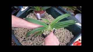 Repotting a Phragmipedium orchid and showing root system [upl. by Carlen]