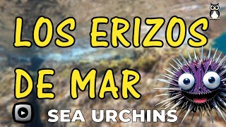 LOS ERIZOS DE MAR  SEA URCHINS [upl. by Blair]