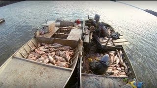 Carp Madness  Commercial Fishing Tournament [upl. by Suelo265]