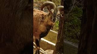 European mouflon sheep wildlife animals shorts shortvideo shortsfeed [upl. by Llerrem]