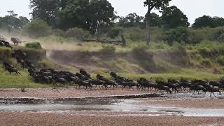 Great Migration  Masai Mara National Park  July 31 2023 [upl. by Grekin772]