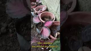 Successful Propagation of rare calatheas rarecalatheas  calatheas Propagation [upl. by Ennovihs]