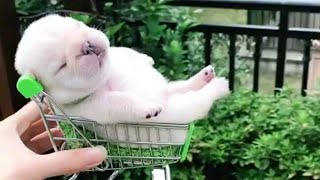 Cute baby Cats and Dogs video make you Relax 💗Cute Moments [upl. by Annaierb]