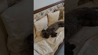 Lagotto Romagnolo è lunica razza al mondo specializzata nella cerca del tartufo trufflehunting [upl. by Oidacra]