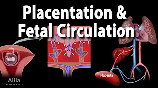 Embryology Development of the Placenta and Fetal Circulation Animation [upl. by Annemarie]