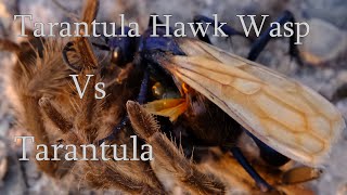 Tarantula Hawk Wasp vs Tarantula [upl. by Aryas]