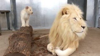 Toronto Zoos Lion Cubs with Dad Fintan [upl. by Hurwitz]