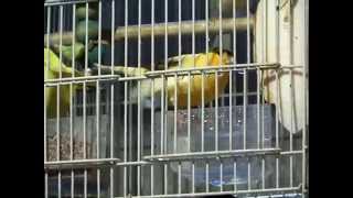 Singing Male Canaries Pet Canaries Proven pairs Show winning stock For Sale [upl. by Denie]