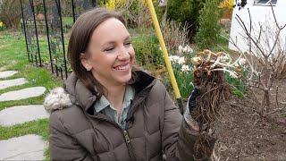 Planting Bare Root Astilbe  How to Plant Grow and Maintain Astilbe Flowers  Northlawn [upl. by Rehm]