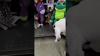 18Week Great Dane Puppys First Pet Store Visit 👀😲🐾 petstore newtoys lovemygreatdane kongdog [upl. by Wilden69]