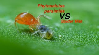 Phytoseiulus persimilis VS spider mite [upl. by Copp]