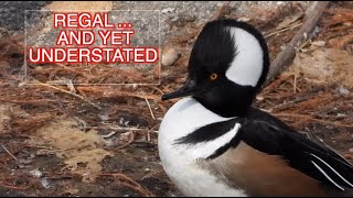 Hooded Merganser Males NARRATED [upl. by Rennie66]