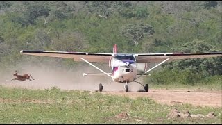 Near accident with Impala  Bushflying Kruger NP  Cessna 182 [upl. by Debora]