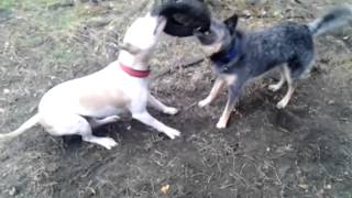 Pitbull vs blue heeler [upl. by Sida]