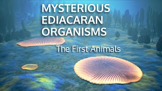 MYSTERIOUS EDIACARAN ORGANISMS  The First Animals [upl. by Lenox]