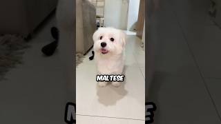 Meet The Maltese Dog wintermaltesedog shorts maltese dog pets animals [upl. by Ikkin]