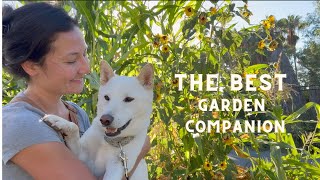 5 Reasons Why a SHIBA INU is the BEST Garden Companion [upl. by Thoer]