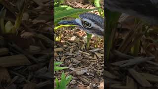 The Bush StoneCurlew hisses [upl. by Epp]