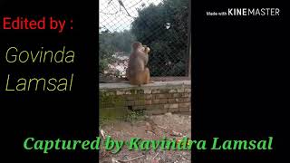 drinking by monkey with Nepali Cover song piudina bhanda bhandaicover song [upl. by Jacobo]