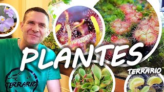 PLANTES CARNIVORES  MINI TOURBIERE EN TERRARIUM [upl. by Akla]