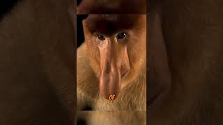 PROBOSCIS MONKEY  Top Most Ugliest Animals In The World [upl. by Ocin]