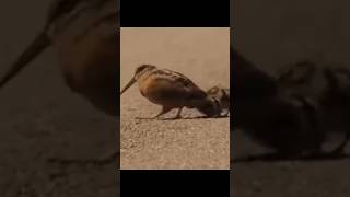 American woodcocks dancing shortanimals short videoyou tube short [upl. by Gilges]