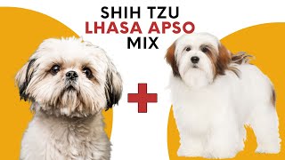 Shih Tzu Lhasa Apso Mix aka the Shih Apso [upl. by Sakul]