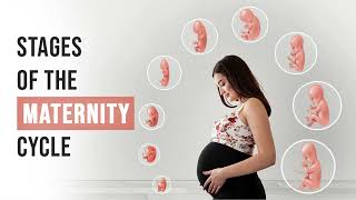 Stages of pregnancy  How your baby development  Pregnancy week by week  9 Months in the Womb [upl. by Dedric]