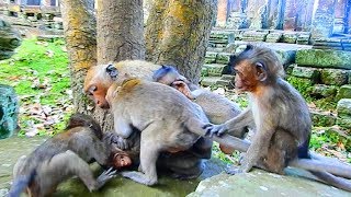 Omg Whats Happening Full Baby Monkeys Fighting Film Why They Extremely Angry Like This [upl. by Moshe771]