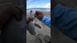 Pesca con Drone resultado un tiburón 🦈 Martillo [upl. by Jarrow]